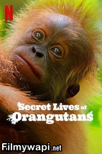 Secret Lives Of Orangutans (2024) Hollywood Hindi Dubbed poster